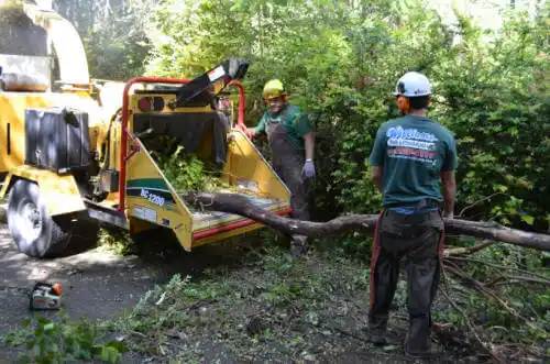 tree services Azalea Park